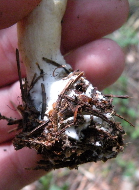 Clitocybe, forse: dealbata o inornata?